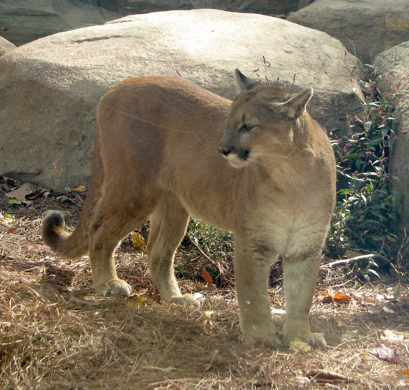 eastern puma extinct hoax